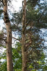 Obraz premium The squirrel sits on a pine tree. Pine forest