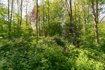 East Frisian Park in spring with sunshine
