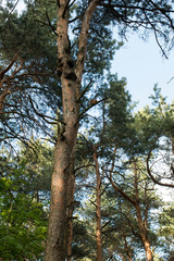 The squirrel sits on a pine tree. Pine forest
