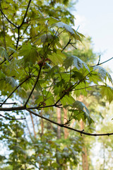 Young green maple leaves on a forest background