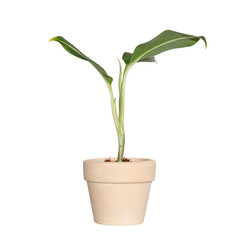 Fototapeta na wymiar Aglaonema ornamental plant in pot on isolated white background.Plant Object clipping path