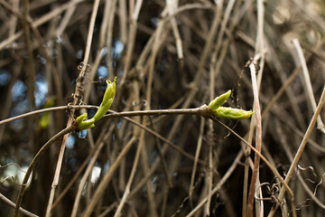 Wild grapes on a fence in the spring. Dry leaves of wild grapes. The first green leaves of wild grapes in spring.
