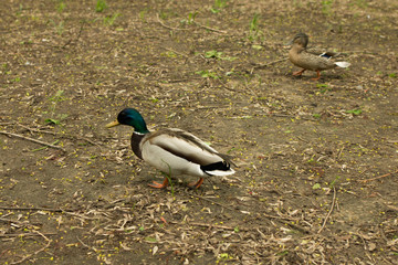 Ducks walk freely in the city.