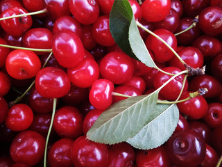 Lots of ripe cherries with leaves
