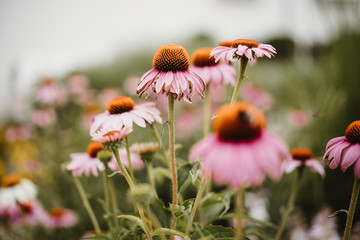 photo of flowers in the wild garden