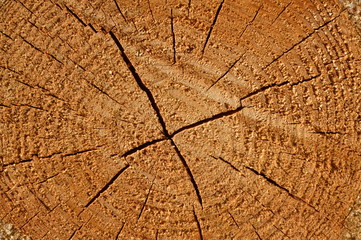 Cross section of the pine