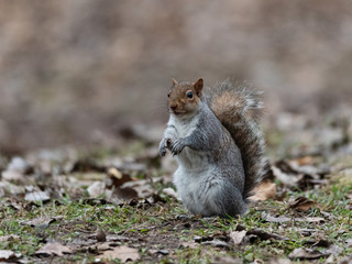 Naklejka na ściany i meble chubby gray squirrel on two legs in the woods