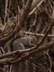 Naklejka na ściany i meble gray squirrel crouching in tree branches