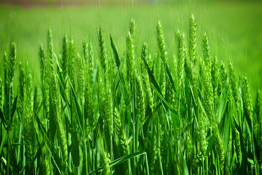 green wheat field close up