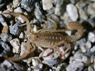 Sonoran Desert Striped Scorpion Closeup 