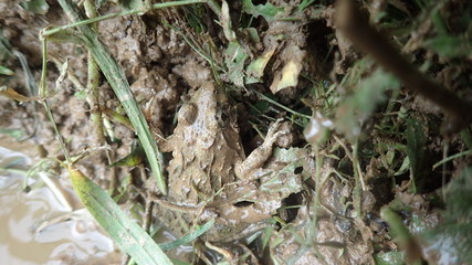 Frog in protective color
