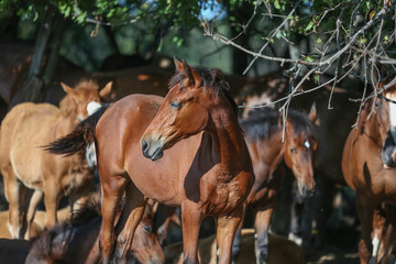 horse and foal in a field