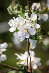Blossom apple tree spring flowers