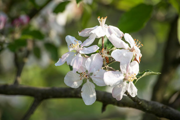 Blossom apple tree spring flowers