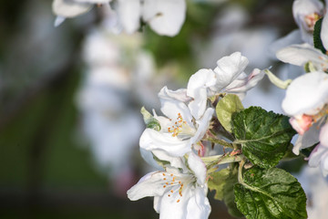 Blossom apple tree spring flowers