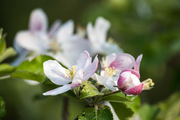 Obraz na płótnie Canvas Blossom apple tree spring flowers