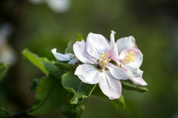 Obraz na płótnie Canvas Blossom apple tree spring flowers