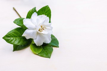 Gardenia is a genus of flowering plants in the coffee family, Rubiaceae, native to the tropical and...