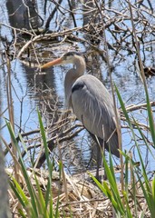 Heron standing in pond