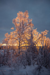 Golden lights illuminate a winter tree in Alaska