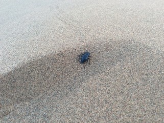 Insect Footprints in the Sand