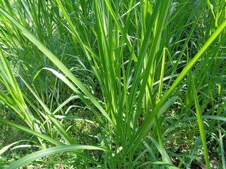 Fototapeta premium Close up Pennisetum purpureum (Cenchrus purpureus Schumach, Napier grass, elephant grass, Uganda grass, kolonjono, suket gajah) with ntural background. A giant tropical grass.