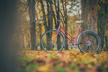 Fototapeta premium Old vintage bicycle parked in a park between leaves trees and other foliage. Concept of outdoor activities or commuting during a romantic season.