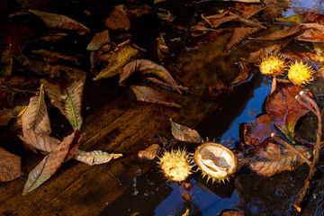 Cracked chestnuts and leaves in a puddle on the road at sunset. Contrasting shadows.