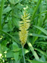 Close up Pennisetum purpureum (Cenchrus purpureus Schumach, Napier grass, elephant grass, Uganda grass, kolonjono, suket gajah) with ntural background. A giant tropical grass.