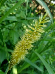 Close up Pennisetum purpureum (Cenchrus purpureus Schumach, Napier grass, elephant grass, Uganda grass, kolonjono, suket gajah) with ntural background. A giant tropical grass.