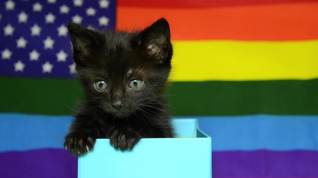 HD video of a Tiny black kitten sitting in a light blue box meowing and bobbing head up and down. Gay pride American flag in background. Loop-able footage.n