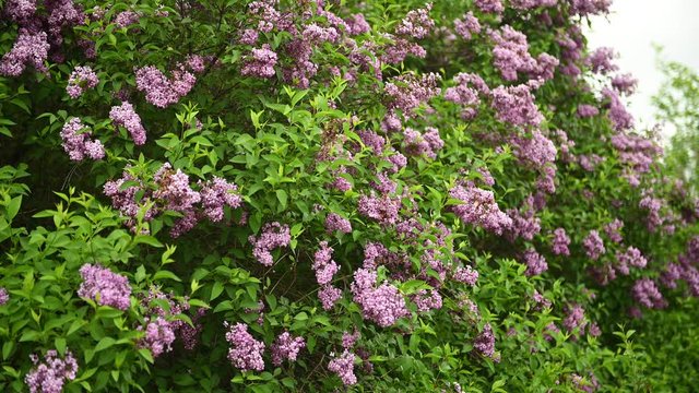 Beautiful blooming lilac buds move in the wind. A large bush in the middle of a city park