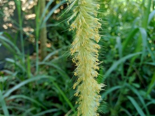 Close up Pennisetum purpureum (Cenchrus purpureus Schumach, Napier grass, elephant grass, Uganda grass, kolonjono, suket gajah) with ntural background. A giant tropical grass.