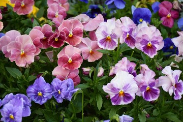 Colorful flowers outside in the garden