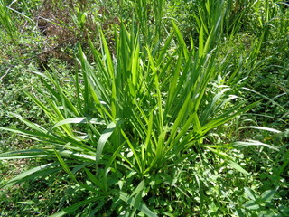 Close up Pennisetum purpureum (Cenchrus purpureus Schumach, Napier grass, elephant grass, Uganda grass, kolonjono, suket gajah) with ntural background. A giant tropical grass.