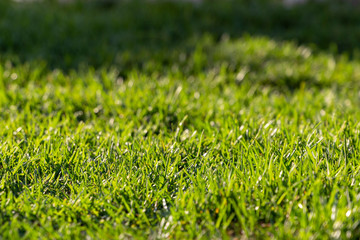 Fresh green grass background