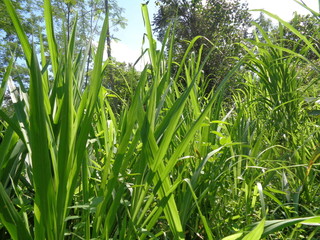 Close up Pennisetum purpureum (Cenchrus purpureus Schumach, Napier grass, elephant grass, Uganda grass, kolonjono, suket gajah) with ntural background. A giant tropical grass.