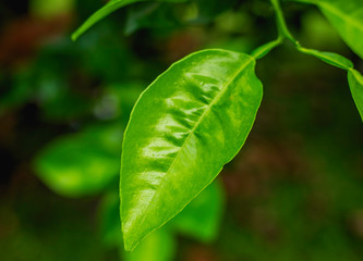 hoja limón 