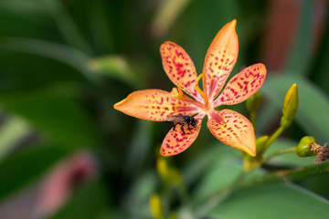 Tetragonisca angustula, little insect standing on a flower petal
