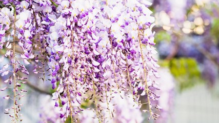 Flowering purple violet wisteria tree background, floral 16 on 9 panoramic format background