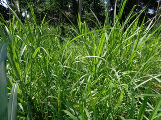 Close up Pennisetum purpureum (Cenchrus purpureus Schumach, Napier grass, elephant grass, Uganda grass, kolonjono, suket gajah) with ntural background. A giant tropical grass.