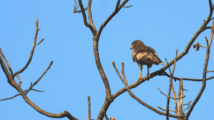 white eyed buzzard in a tree preening at tadoba andhari tiger reserve