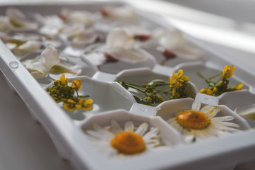 flowers float in the water flowers for freezing