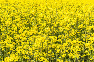 Blooming yellow rapeseed field background, a sunny day in spring