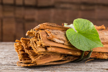 bark of medicinal plant cat's claw, uncaria tomentosa