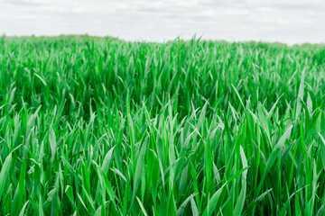 green grass close-up on background blue sky and white clouds