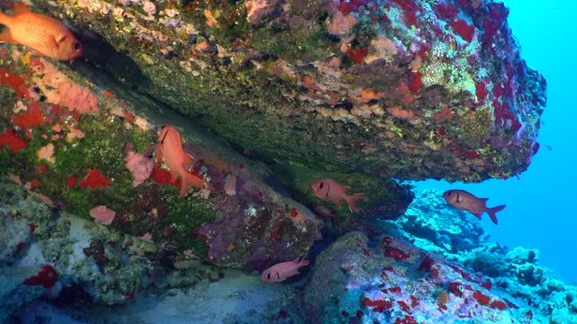 Tropical red squirrelfish swim and hide under a rocky outcropping in clear blue water.  Underwater shot off shore of Maui, Hawaii.  Colorful sponges encrust the reef.