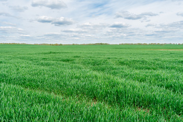 Green field and blue sky with white cloud