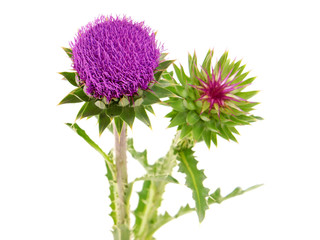 Purple flower head of Milk thistle, Carduus Nutans