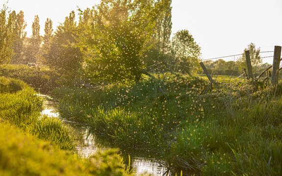 Mosqito swarm hatching season, beautiful rural farm view, sunny spring evening, bugs emerging from river, blod sucking swarm of insects flying above the water, photo with lens flare